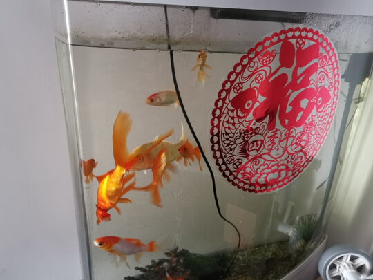 鱼缸净水剂