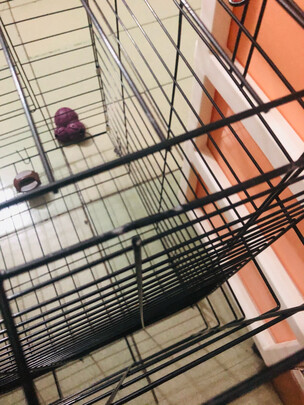 狗笼