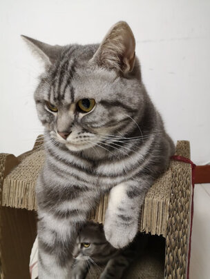 膨润土猫砂