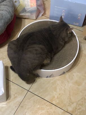 猫窝