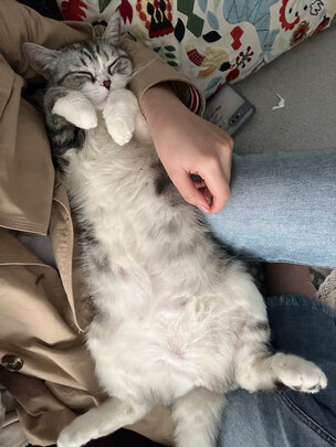  猫咪剃脚毛器