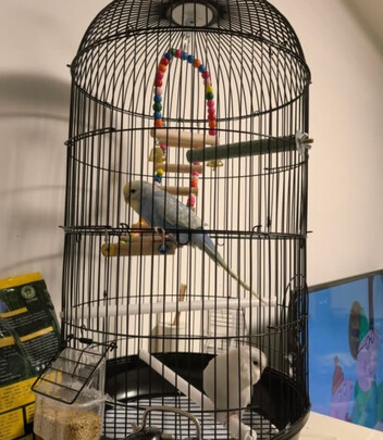 鸟笼