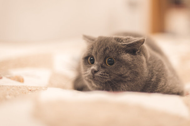 吉若奥Ginnoair|消费者诉说吉若奥Ginnoair KJ420F怎么样?说一说体验真相？