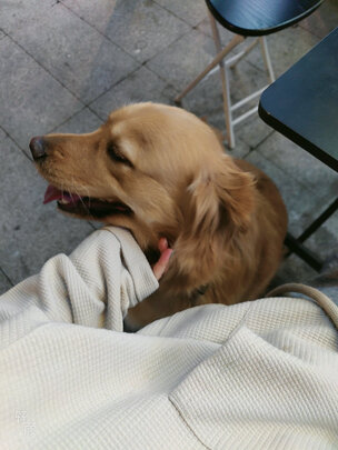狗粮