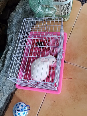 兔笼子
