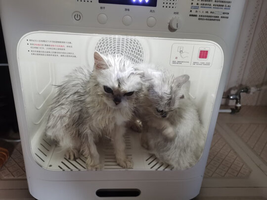 宠物烘干箱