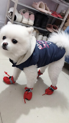 狗狗鞋