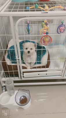  狗笼