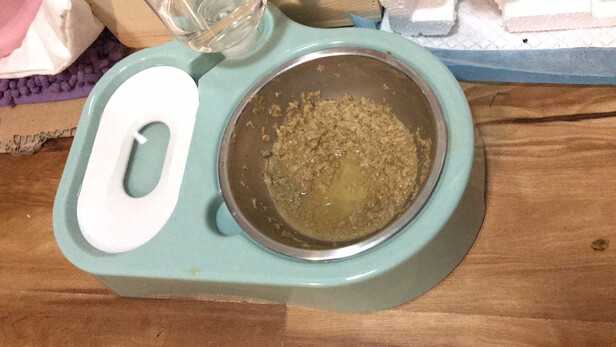 猫碗狗碗