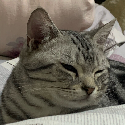 豆腐猫砂