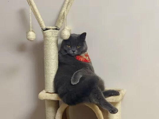 猫爬架