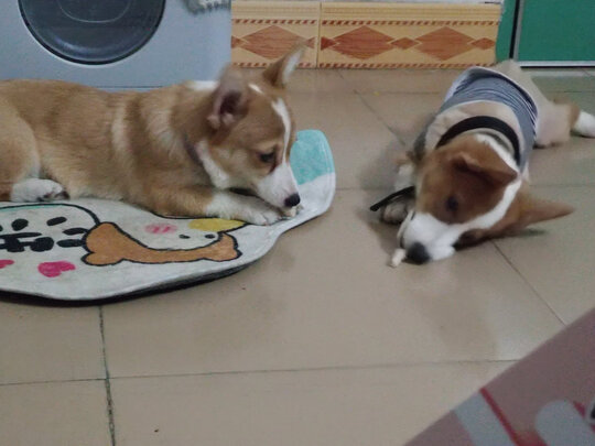 狗狗零食