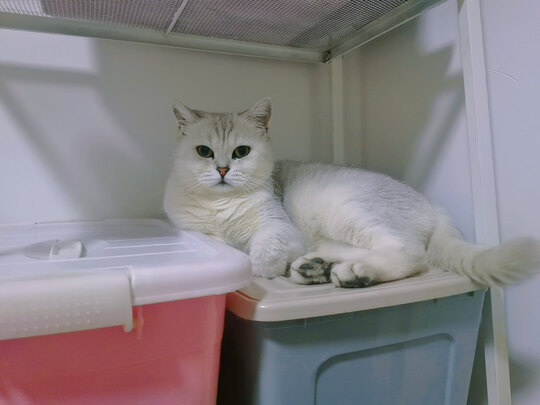膨润土猫砂