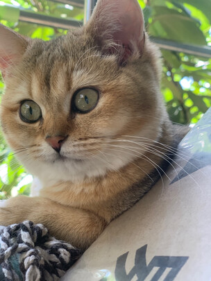 膨润土猫砂