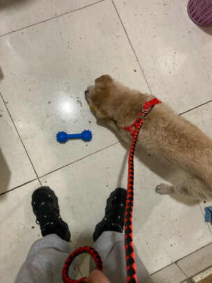 狗狗玩具