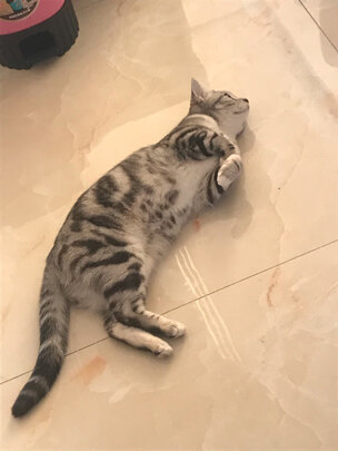 猫粮