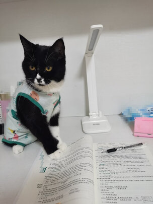 猫咪手术服