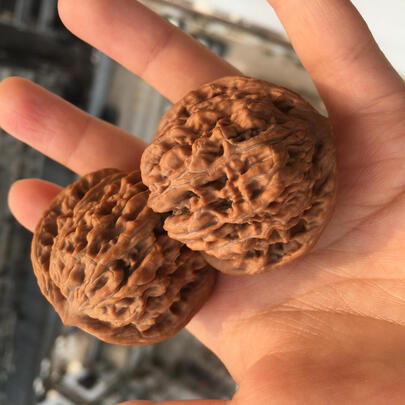 文玩核桃