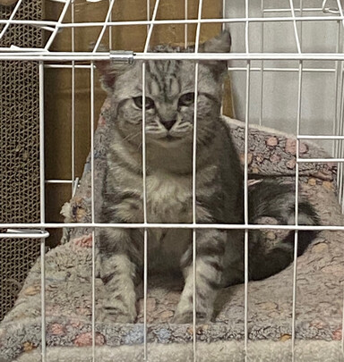  猫笼