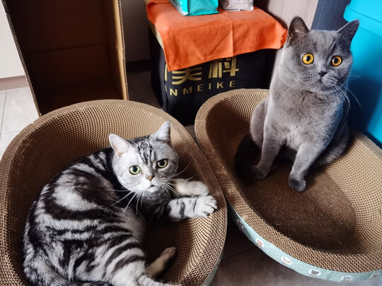 猫窝