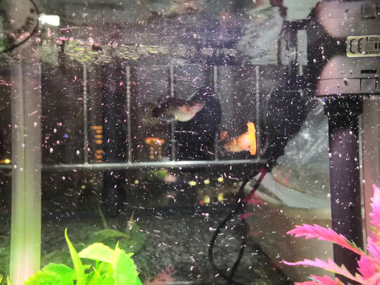桌面鱼缸