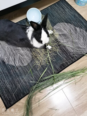 兔粮提摩西草