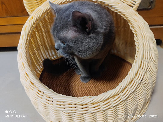 猫零食