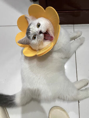 猫项圈