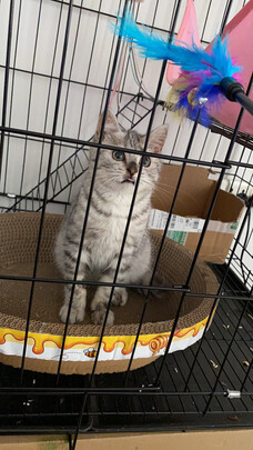  猫笼