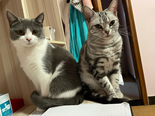猫罐头