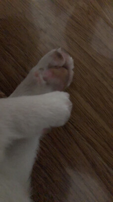  狗狗剃毛器