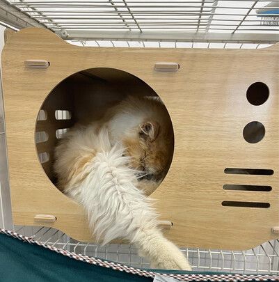 猫抓板