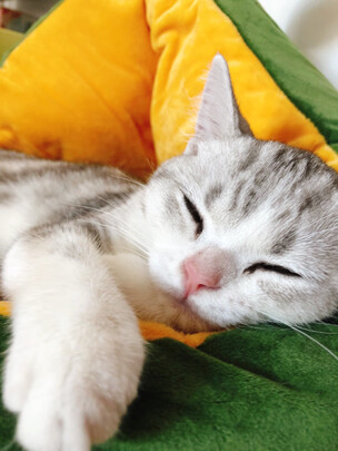猫窝