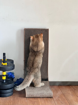 猫抓板