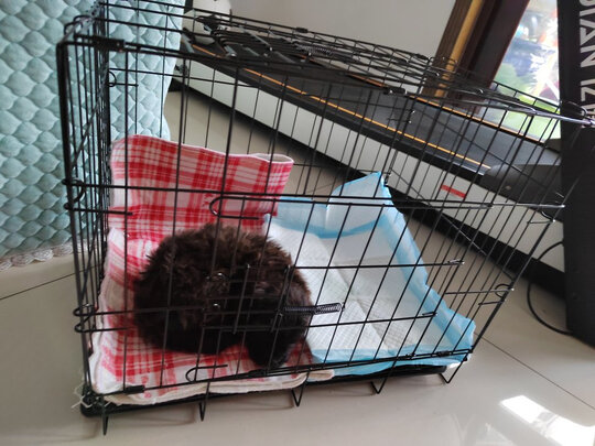  狗笼