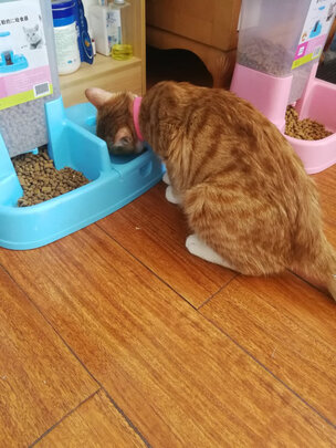 猫粮