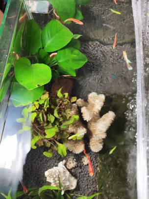 水草泥