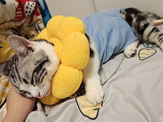猫咪手术服