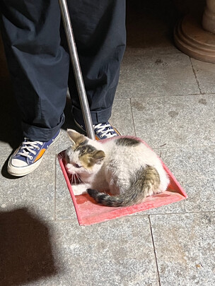 猫抓板