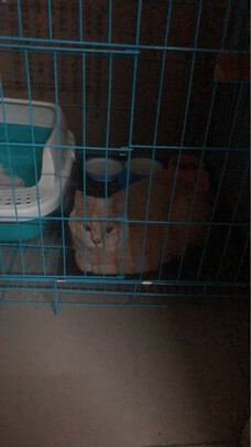  猫笼