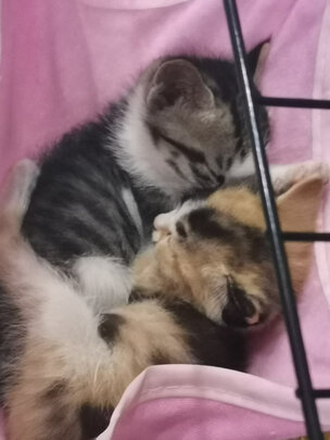  猫笼