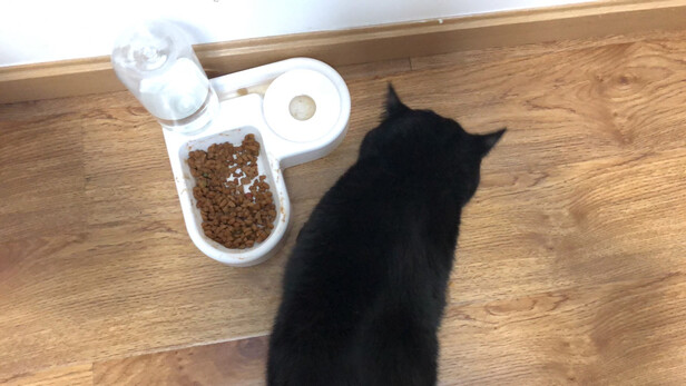 猫碗狗碗