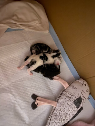 宠物纸尿裤
