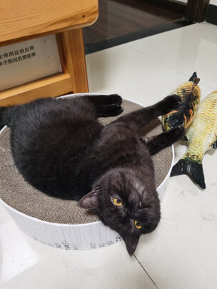 逗猫玩具