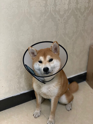 猫项圈
