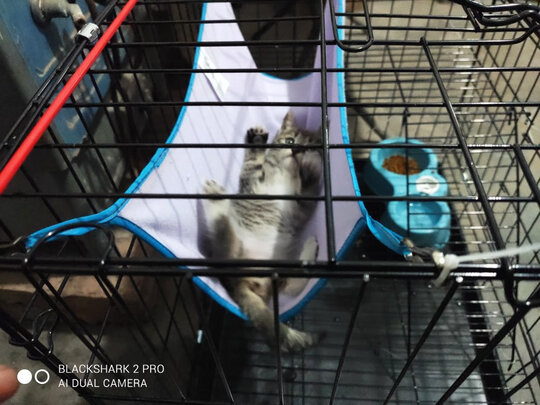  猫笼