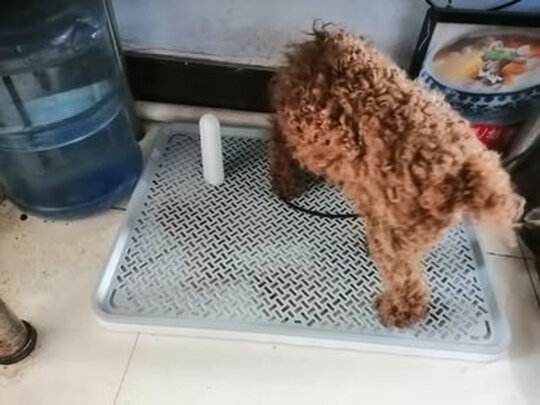 狗厕所