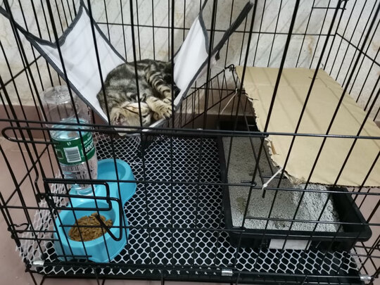 猫笼