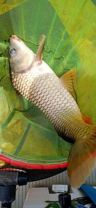 求助富源百川巅覆大物鱼竿怎么样?用过经验解密