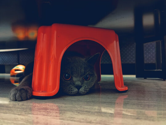 猫抓板